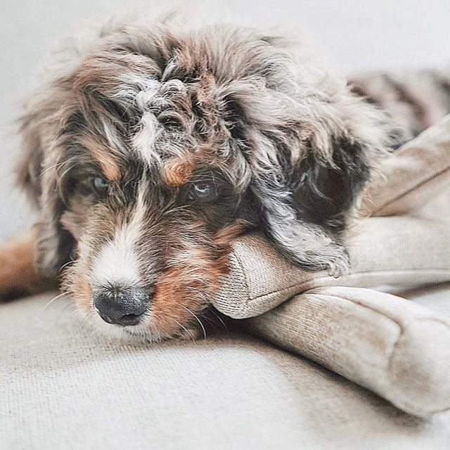 Lambwolf Collective Schnüffelspielzeug NOUNOU Gray, mit Glöckchen Interaktiv