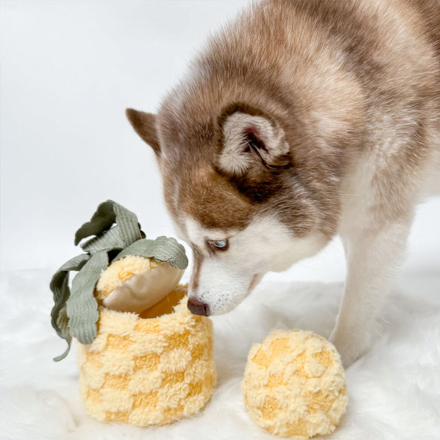 Lambwolf Collective Schnüffelspielzeug PINEAPPLE Interaktiv