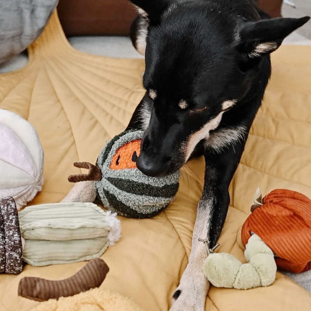 Lambwolf Collective Schnüffelspielzeug Watermelon Pop Interaktiv