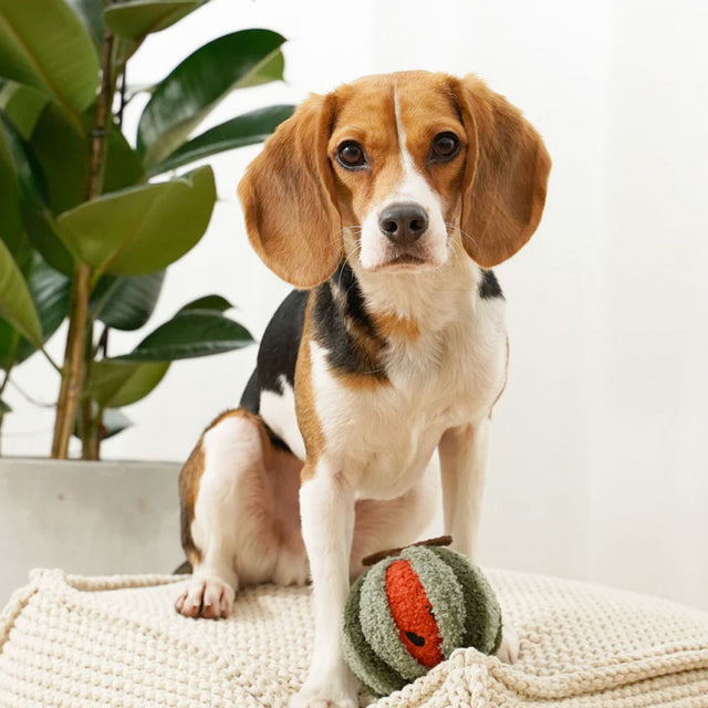 Lambwolf Collective Schnüffelspielzeug Watermelon Pop Interaktiv