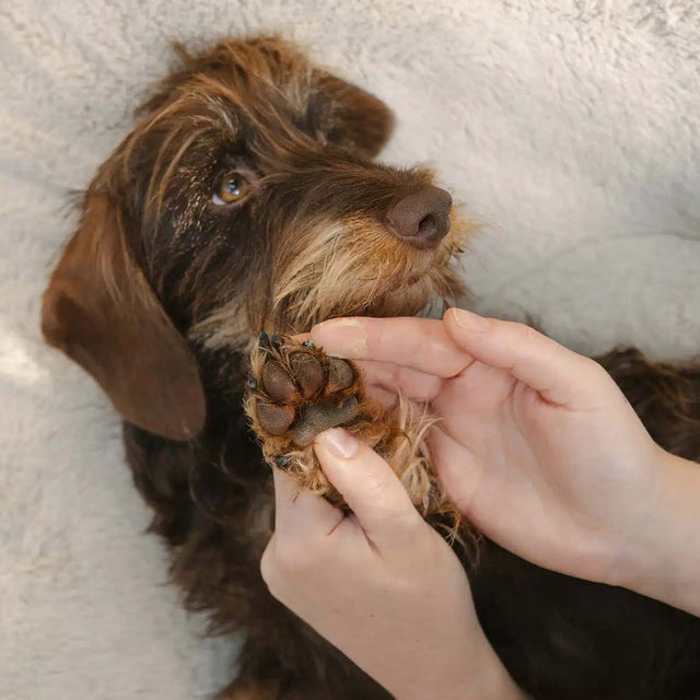 LILA LOVES IT Pfötchenpflege, 60ml Pfotenpflege