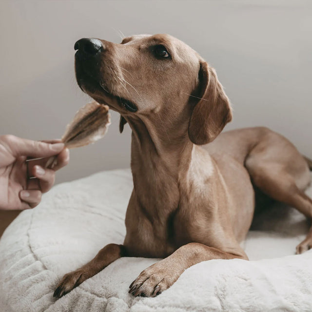 LILA LOVES IT Makrelen Fleischsnacks
