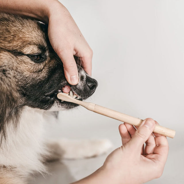 LILA LOVES IT Hundezahnbürste aus Bambus Zahnpflege für Hunde