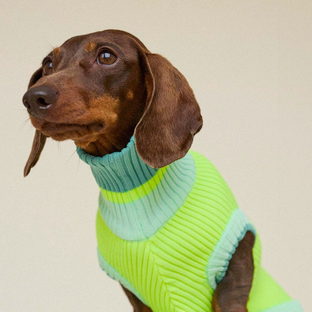 lumiies Hundepullover The Glow Jumper, Neon Matcha Hundehalstücher