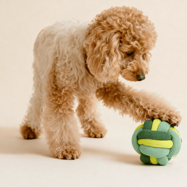 lumiies The Twisty Ball – Schnüffelball, Matcha Twist Interaktiv