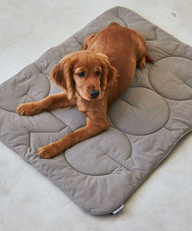 MiaCara Steppdecke Linea, Mocca Hundedecke