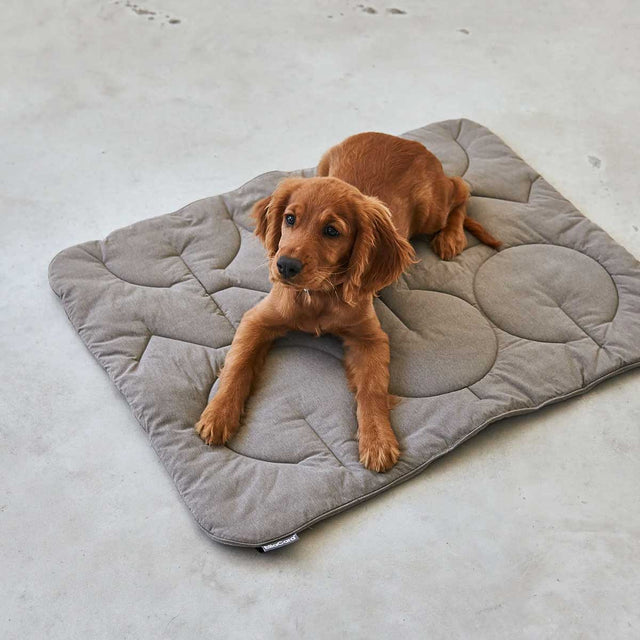 MiaCara Steppdecke Linea, Mocca Hundedecke