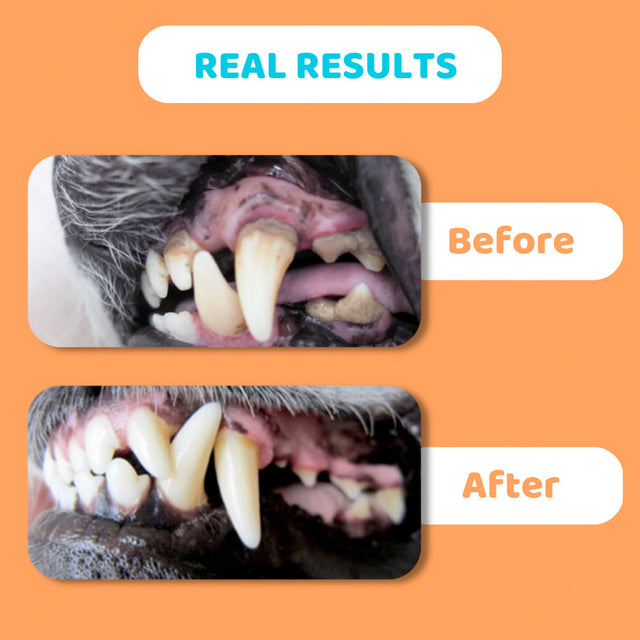 OurDogsLife Dental Wipes, Fingerlinge zur Zahnreinigung Zahnpflege für Hunde