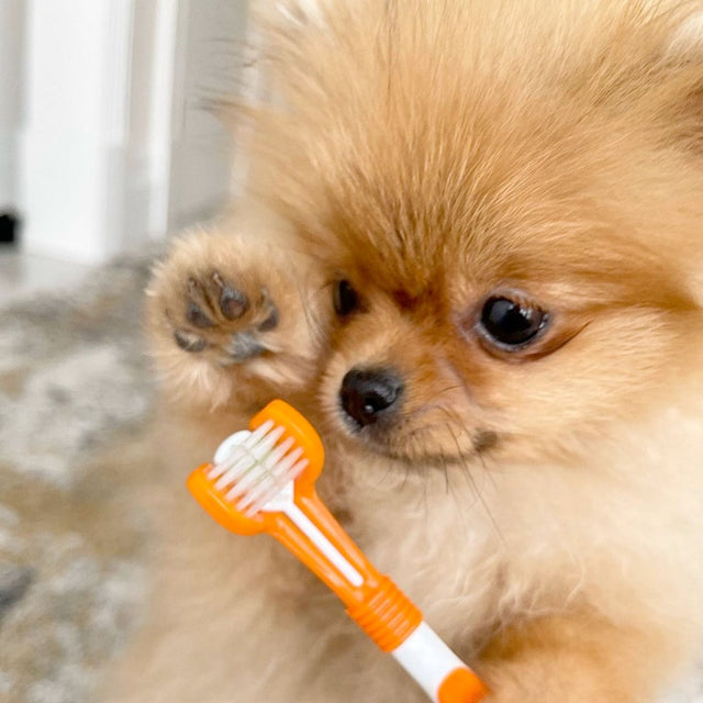 OurDogsLife Complete Dental Care Kit Zahnpflege für Hunde