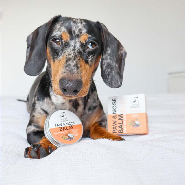 OurDogsLife Paw & Nose Balm, schützt Nase und Pfoten Pfotenpflege