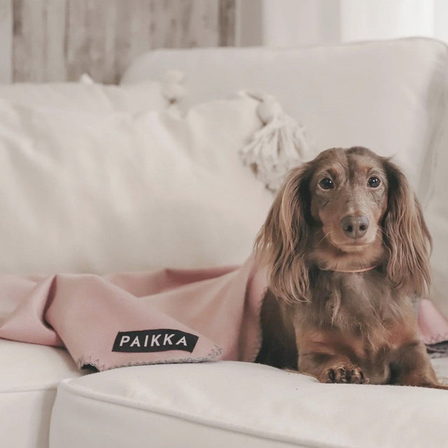 PAIKKA Hundedecke Recovery Blanket Hundedecke
