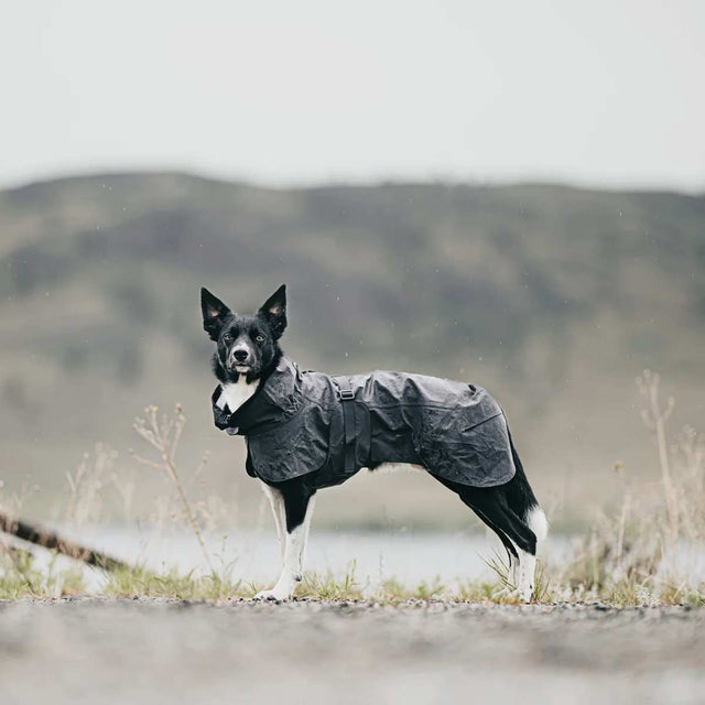 PAIKKA Hunderegenmantel | Visibility Dark Hunderegenmantel