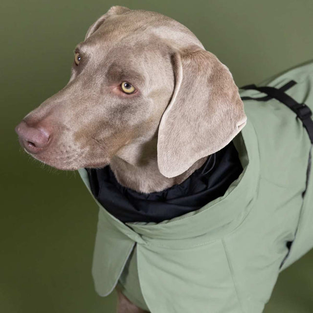 PAIKKA Hundewintermantel, Visibility Green Hundewintermantel