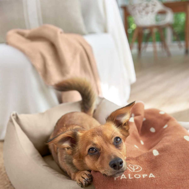 PALOPA Hundedecke Ida, Punkte Zimt Milchig Hundedecke