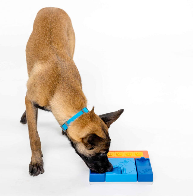 Pawzler Dog Puzzle Beginner Set Interaktiv