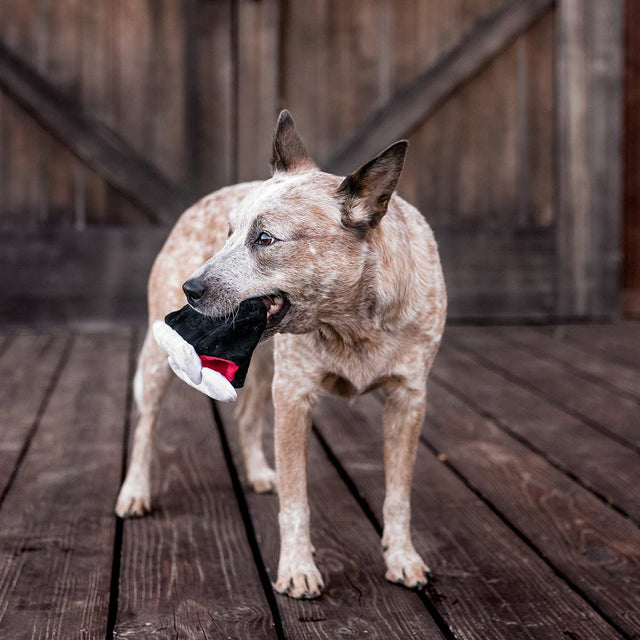 P.L.A.Y. Hundespielzeug | Barky`s Bite Stoffspielzeug