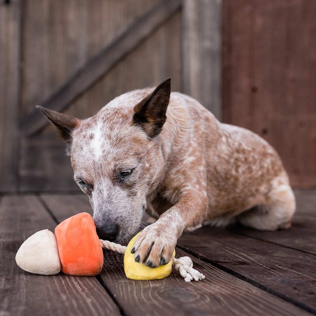 P.L.A.Y. Hundespielzeug | Canine Corn Stoffspielzeug