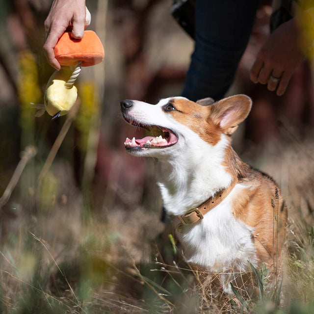 P.L.A.Y. Hundespielzeug | Canine Corn Stoffspielzeug