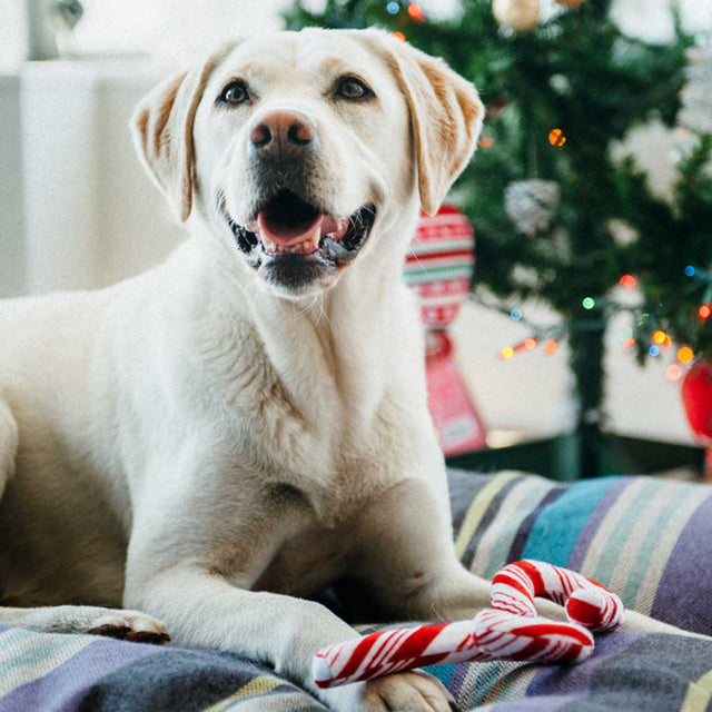 P.L.A.Y. Hundespielzeug | Cheerful Candy Canes Stoffspielzeug