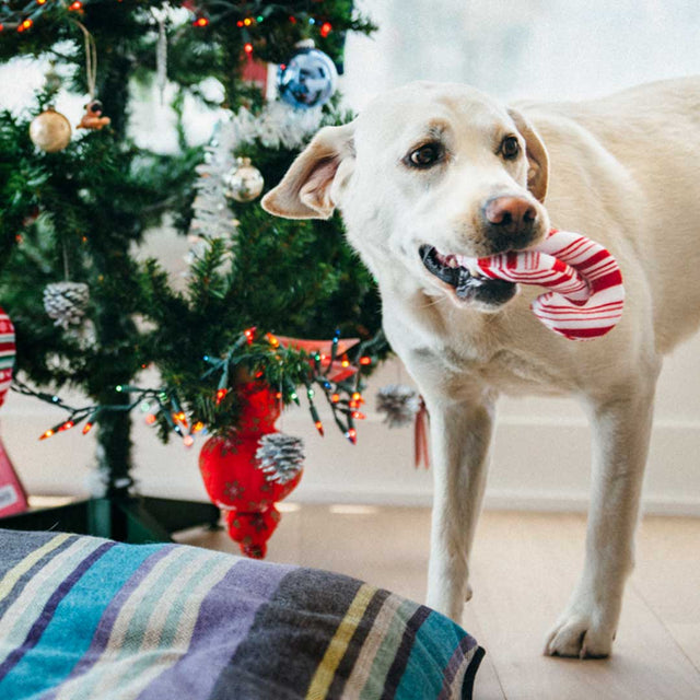 P.L.A.Y. Hundespielzeug | Cheerful Candy Canes Stoffspielzeug