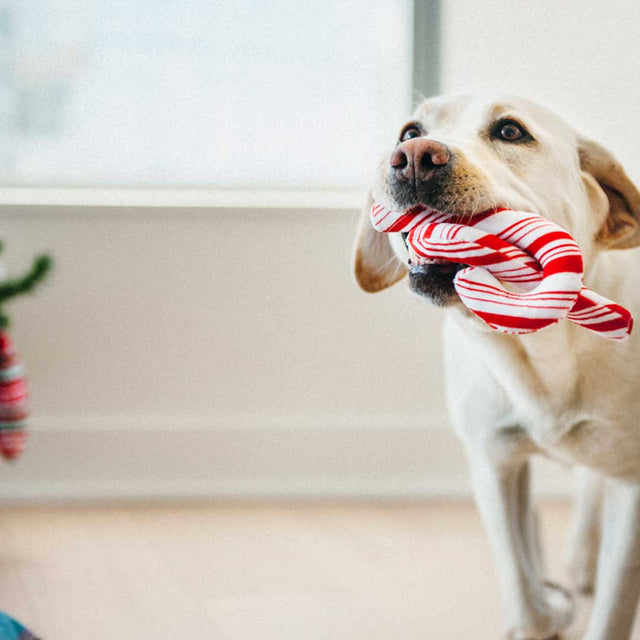 P.L.A.Y. Hundespielzeug | Cheerful Candy Canes Stoffspielzeug