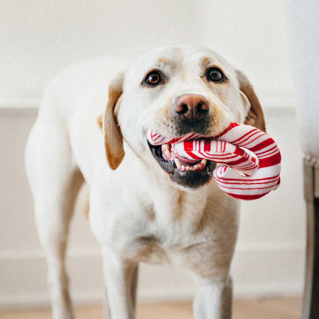 P.L.A.Y. Hundespielzeug | Cheerful Candy Canes Stoffspielzeug