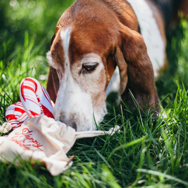 P.L.A.Y. Hundespielzeug | Cheerful Candy Canes Stoffspielzeug