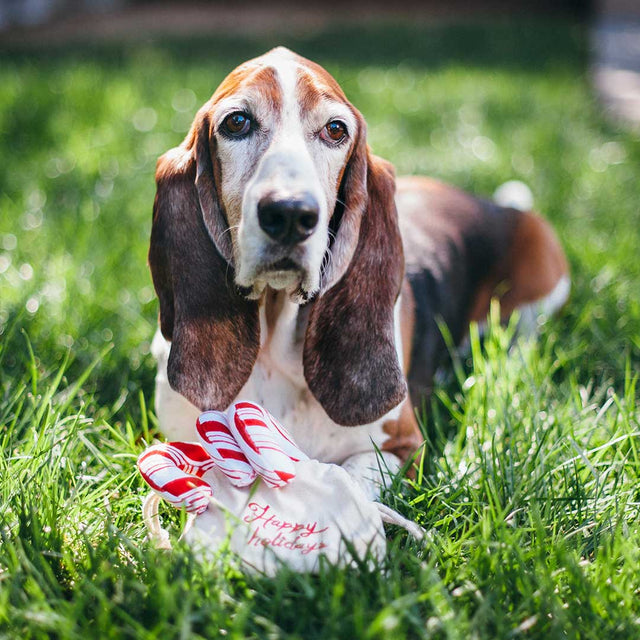 P.L.A.Y. Hundespielzeug | Cheerful Candy Canes Stoffspielzeug
