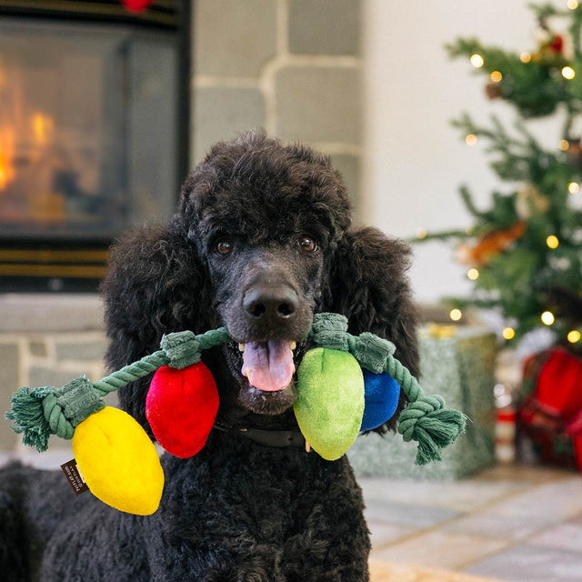 P.L.A.Y. Hundespielzeug | Twinkly Tugger Stoffspielzeug