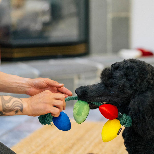 P.L.A.Y. Hundespielzeug | Twinkly Tugger Stoffspielzeug