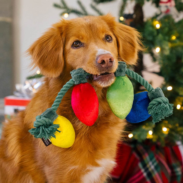 P.L.A.Y. Hundespielzeug | Twinkly Tugger Stoffspielzeug
