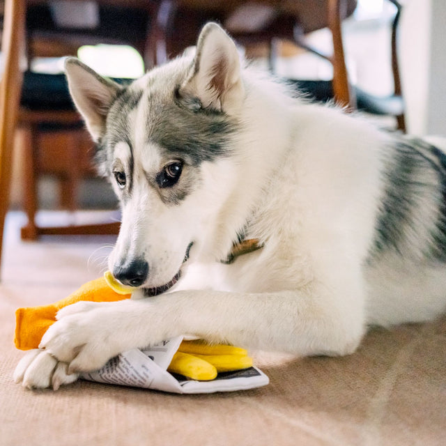 P.L.A.Y. Hundespielzeug Chippy Chews Stoffspielzeug