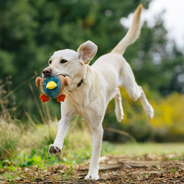 P.L.A.Y. Hundespielzeug, Dana the Duck Stoffspielzeug