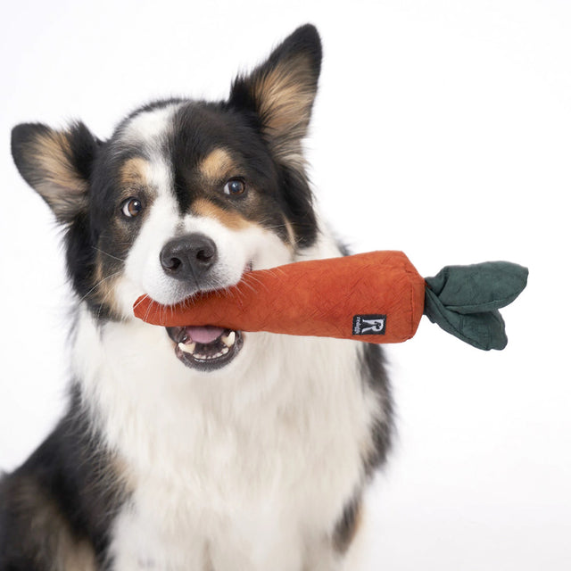 Redoggo Hundespielzeug Karotte Interaktiv