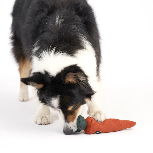 Redoggo Hundespielzeug Karotte Interaktiv