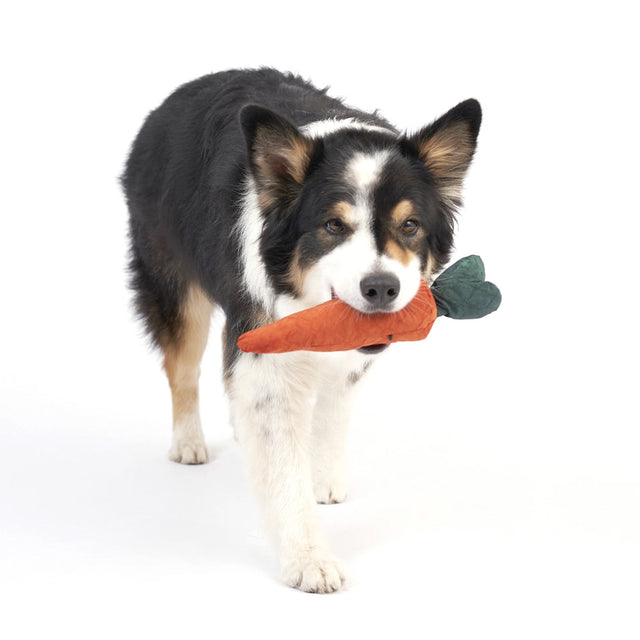 Redoggo Hundespielzeug Karotte Interaktiv