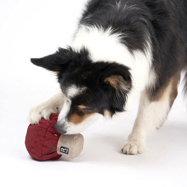 Redoggo Hundespielzeug Pilz Interaktiv
