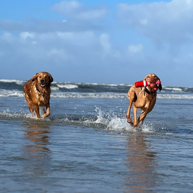 rogz Hundespielzeug | Lighthouse / Leuchtturm Wasserspielzeug