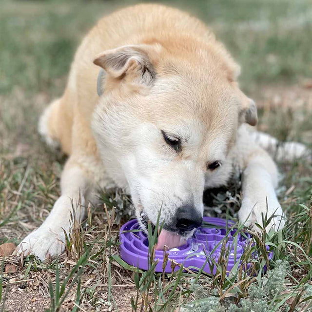 Sodapup Antischlingnapf | eTray Frosch Lila Interaktiv