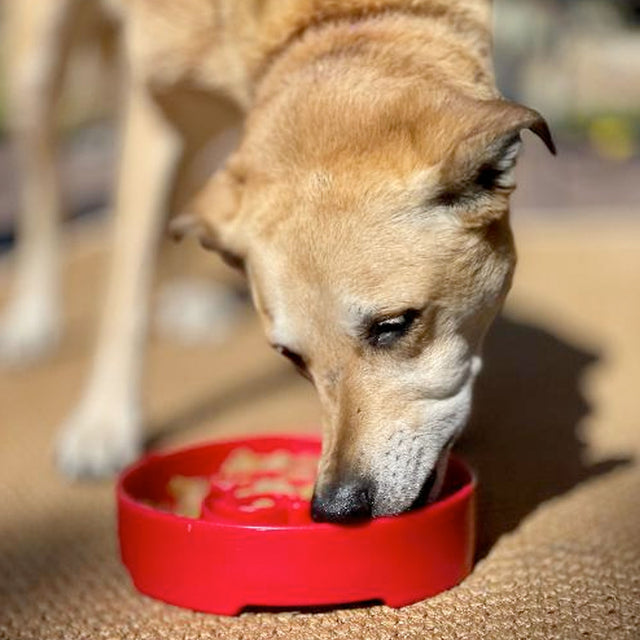 Sodapup Antischlingnapf | eBowl Santa Interaktiv