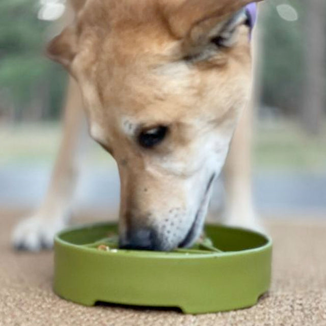 Sodapup Antischlingnapf | eBowl Pine Tree Interaktiv