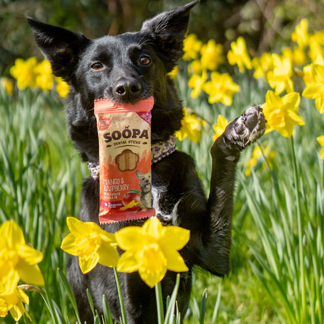 Soopa Dental Sticks, Mango & Himbeere Zahnpflege
