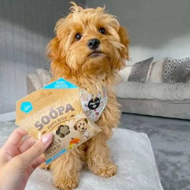 Soopa Puppy Hundekekse, Banane & Kürbis Bites Hundekeks