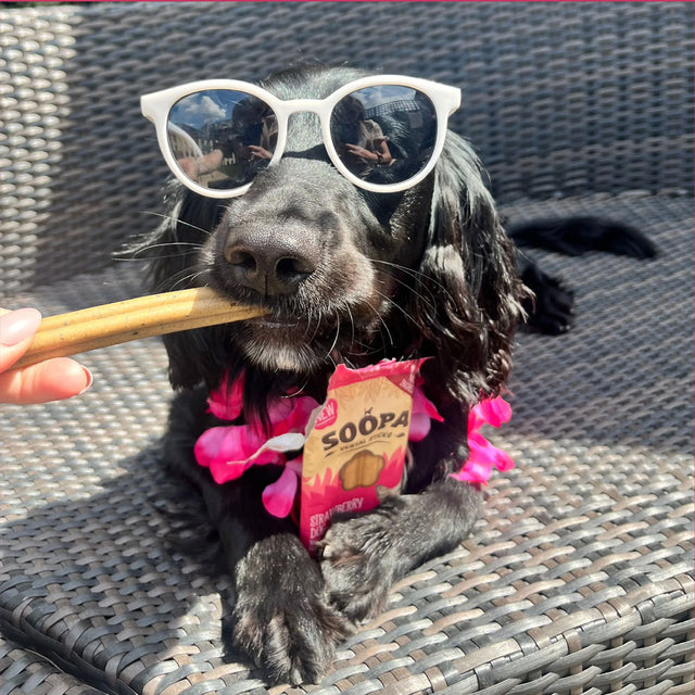 Soopa Dental Sticks, Strawberry Dog-Quiri Zahnpflege