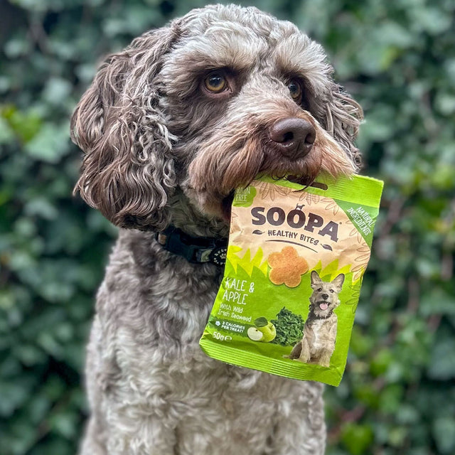 Soopa Hundeleckerli Bites, Grünkohl & Apfel Hundeleckerli