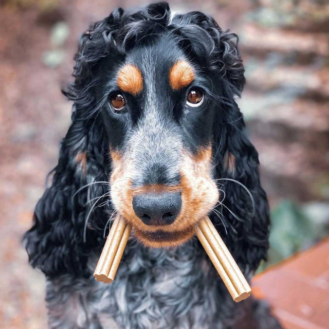 Soopa Dental Sticks, Kokos & Chiasamen Zahnpflege