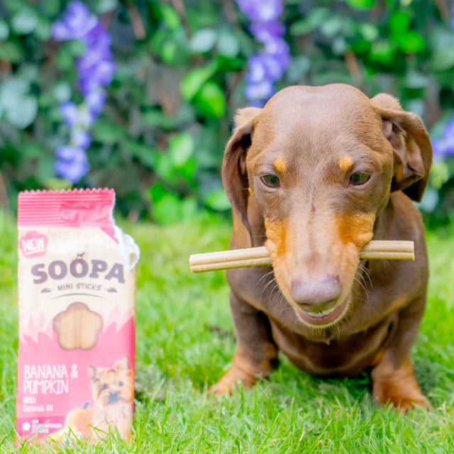 Soopa Mini Dental Sticks, Banana & Pumpkin Hundeleckerli