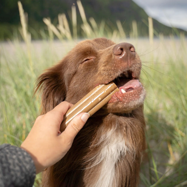Soopa Jumbo Dental Sticks, Karotte & Kürbis Zahnpflege