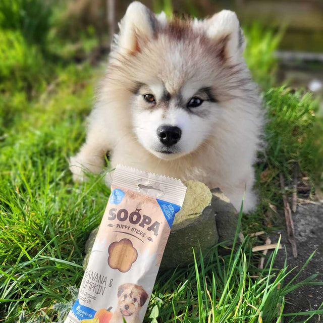 Soopa Puppy Dental Sticks, Banane & Kürbis Zahnpflege