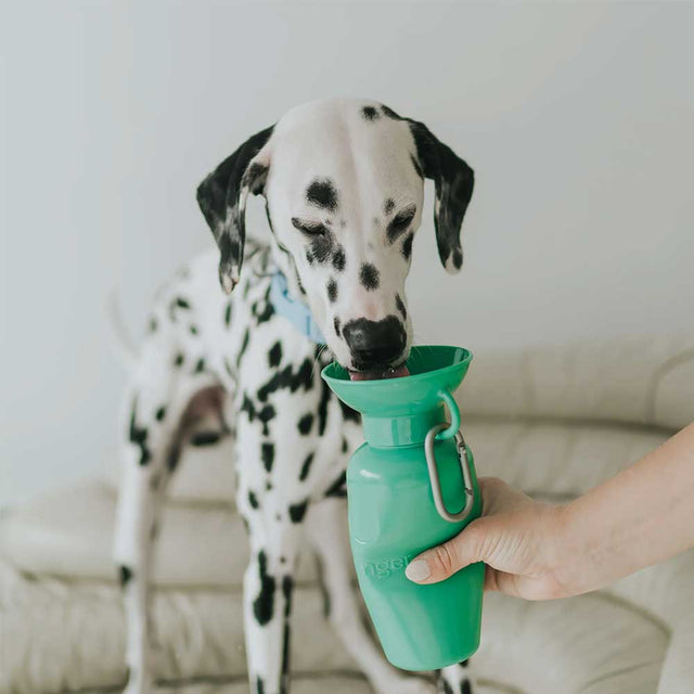 Springer Travel Bottle Classic, Green 650 ml Trinkflasche